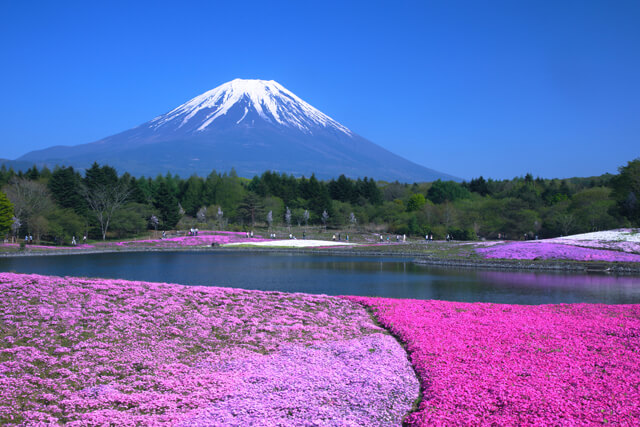 “มาสิ” พาชมความสวยงามของภูเขาไฟฟูจิ ทั้ง 12 เดือน
