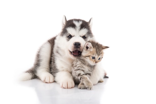 โรคของสัตว์เลี้ยง