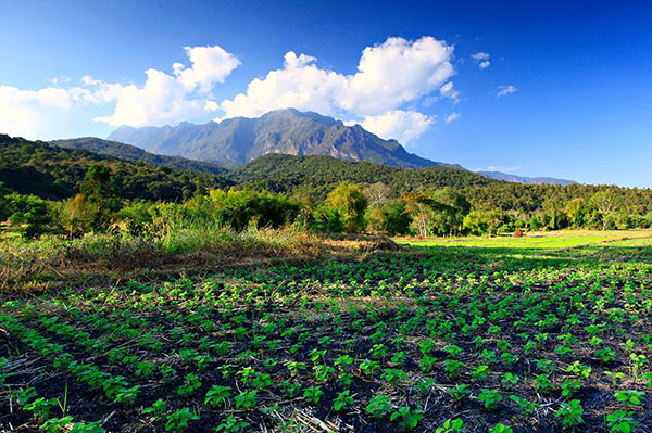 ดอยเชียงดาว (ดอยหลวงเชียงดาว)