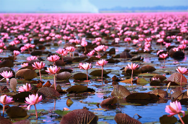 ทะเลบัวแดง หนองหานกุมภวาปี