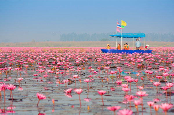 ทะเลบัวแดง หนองหานกุมภวาปี