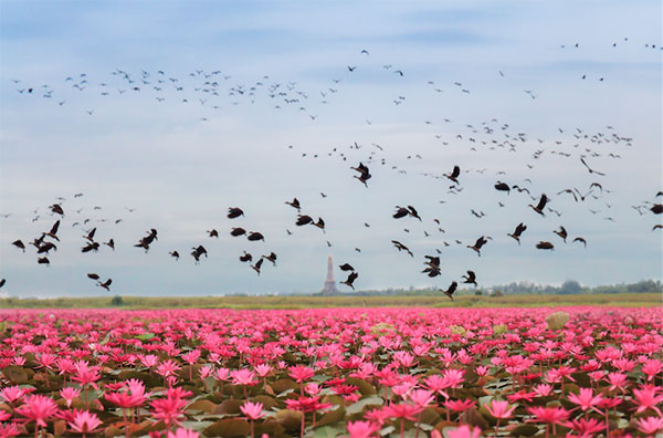 ทะเลบัวแดง หนองหานกุมภวาปี