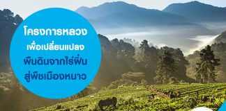 เปลี่ยนแปลงผืนดินจากไร่ฝิ่นสู่พืชเมืองหนาว