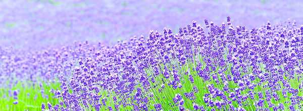 ทุ่งดอกไม้ฟูราโน่เมืองฟูราโน่