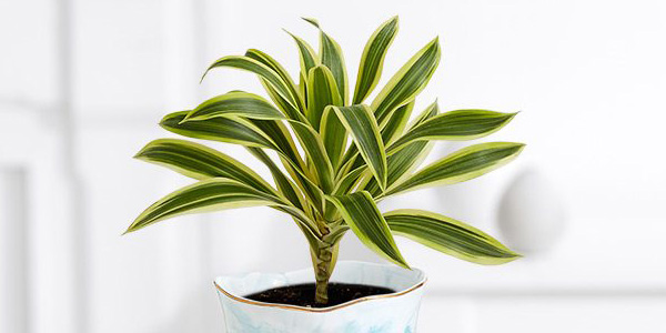 ไม้มงคล ต้นวาสนา