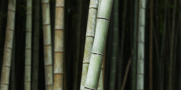 ไม้มงคล ต้นไผ่