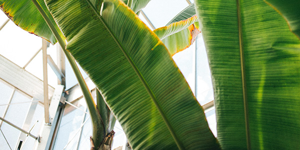 ไม้มงคล ต้นกล้วย