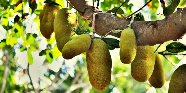 ไม้มงคล ต้นขนุน