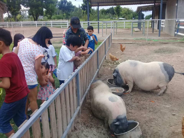 ฟาร์มสเตย์ ที่น่าพัก