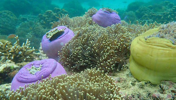 เกาะนาวโอพี พม่า