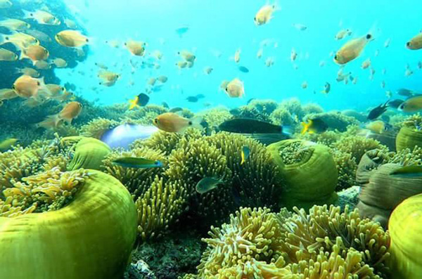 เกาะนาวโอพี พม่า