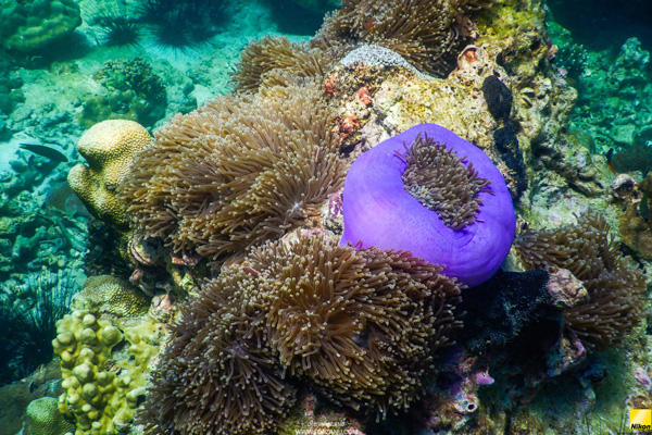 cock burn พม่า