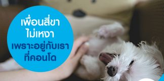 เพื่อนสี่ขาไม่เหงา เพราะอยู่กับเราที่คอนโด