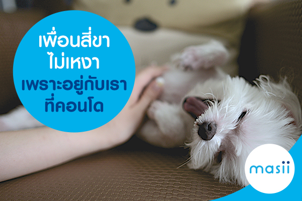 เพื่อนสี่ขาไม่เหงา เพราะอยู่กับเราที่คอนโด เพื่อนสี่ขาไม่เหงา เพราะอยู่กับเราที่คอนโด