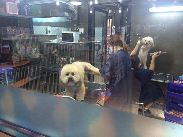 ธุรกิจคนรักหมา