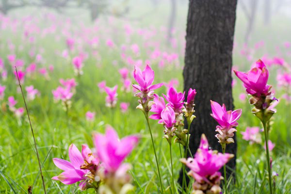 ทุ่งดอกกระเจียว จังหวัดชัยภูมิ