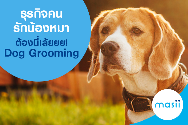 ธุรกิจคนรักน้องหมาต้องนี่เล้ยยย! Dog Grooming ธุรกิจคนรักน้องหมาต้องนี่เล้ยยย! Dog Grooming
