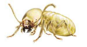 ปลวกบุกคอนโด