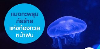 แมงกะพรุนภัยร้ายแห่งท้องทะเลหน้าฝน