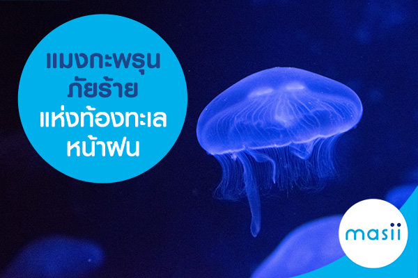 แมงกะพรุนภัยร้ายแห่งท้องทะเลหน้าฝน แมงกะพรุนภัยร้ายแห่งท้องทะเลหน้าฝน