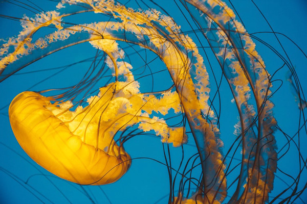 แมงกะพรุนภัยร้ายแห่งท้องทะเลหน้าฝน