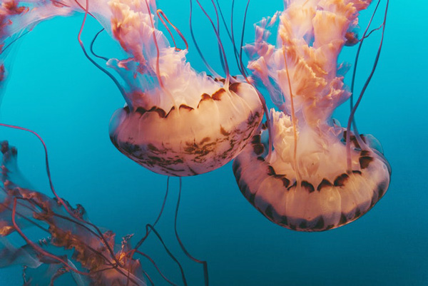 แมงกะพรุนภัยร้ายแห่งท้องทะเลหน้าฝน