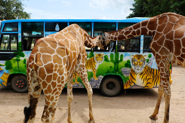 สวนสัตว์เปิด ซาฟารี ปาร์ค แอนด์ แคมป์ กาญจนบุรี