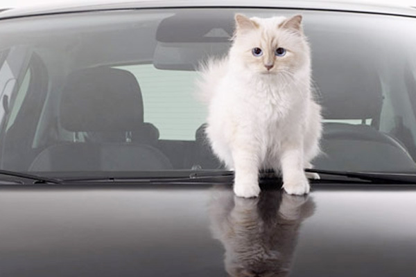 รถเป็นรอยขีดข่วน แก้ปัญหายังไงดี?