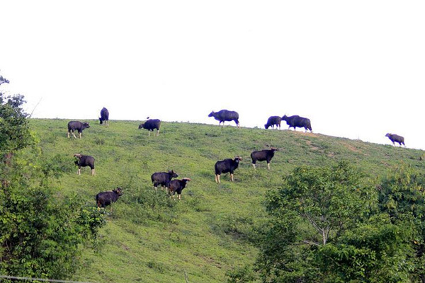 เขาแผงม้า