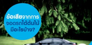 ข้อเสียจากการจอดรถใต้ต้นไม้มีอะไรบ้าง?