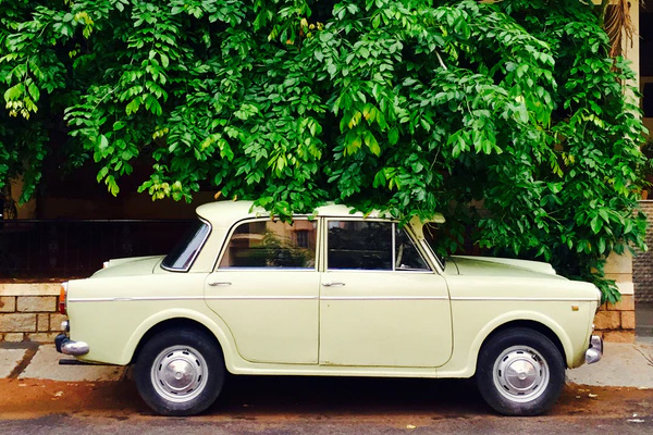 ข้อเสียจากการจอดรถใต้ต้นไม้มีอะไรบ้าง?