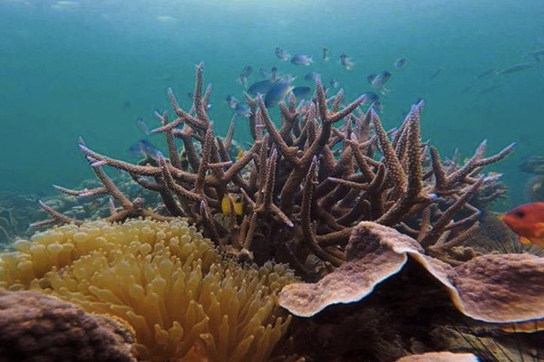 เกาะย่านเชือก (Zedetkyikyun Island)