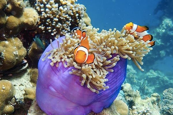 เกาะนาวโอพี (Nyaung Island)