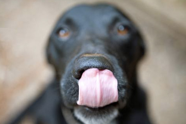 สุนัขชอบฉี่ใส่ล้อรถทำไงดี?