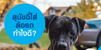 สุนัขฉี่ใส่ล้อรถทำไงดี?