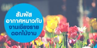 สัมผัสอากาศหนาว กับ งานเชียงรายดอกไม้งาม