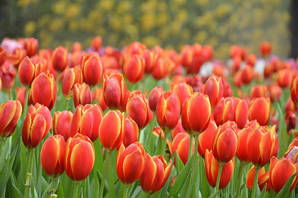 สัมผัสอากาศหนาว กับ งานเชียงรายดอกไม้งาม