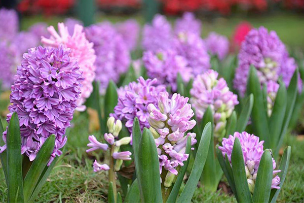 สัมผัสอากาศหนาว กับ งานเชียงรายดอกไม้งาม