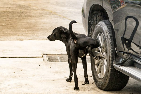 สุนัขชอบฉี่ใส่ล้อรถทำไงดี?