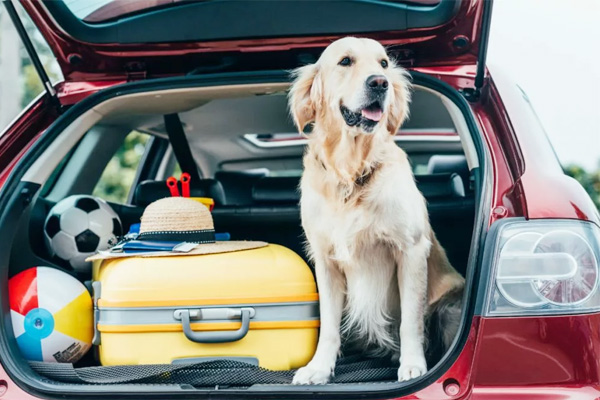 ขับรถพาน้องหมาเที่ยวยังไงให้ Happy