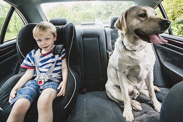 ขับรถพาน้องหมาเที่ยวยังไงให้ Happy