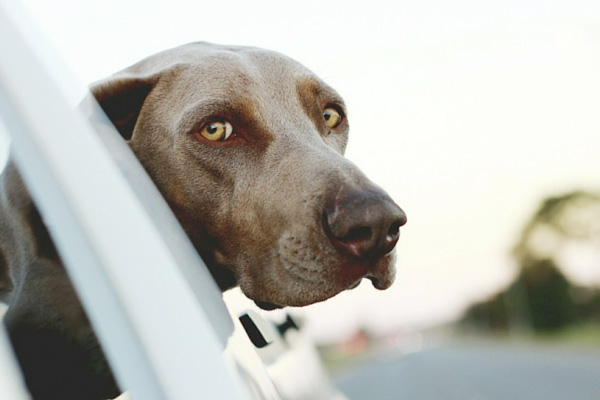 ขับรถพาน้องหมาเที่ยวยังไงให้ Happy