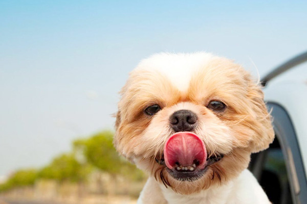 ขับรถพาน้องหมาเที่ยวยังไงให้ Happy