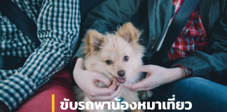 ขับรถพาน้องหมาเที่ยวยังไงให้ Happy