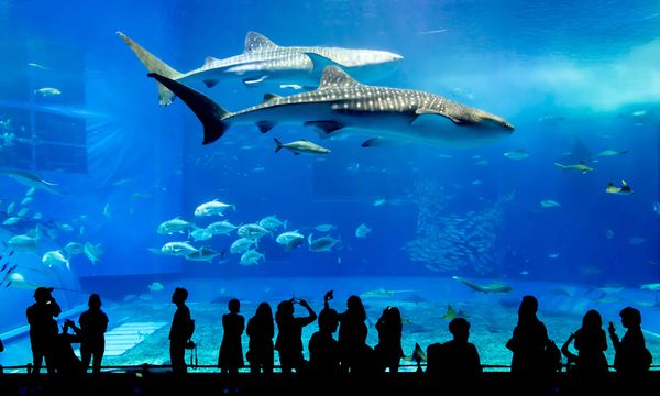 โปรโมชั่นเที่ยวญี่ปุ่นกับ บัตรเครดิต KTC JCB Platinum