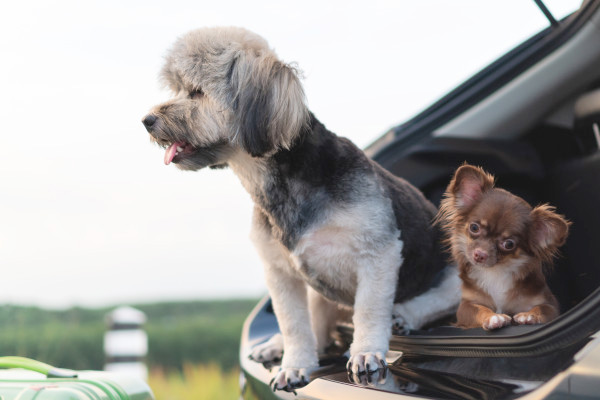 ทำไมถึงห้ามทิ้งน้องหมาไว้ในรถ?