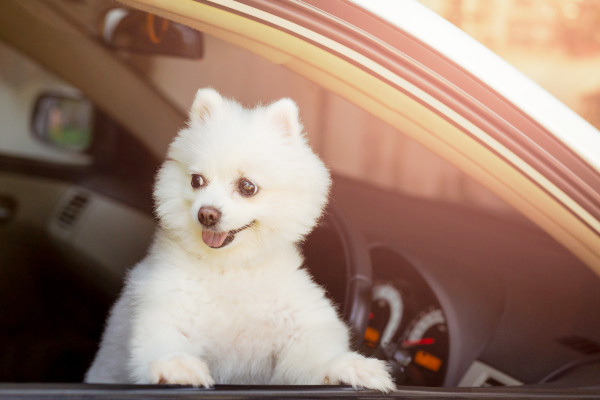 ทำไมถึงห้ามทิ้งน้องหมาไว้ในรถ?