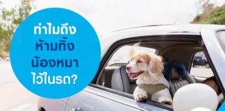 ทำไมถึงห้ามทิ้งน้องหมาไว้ในรถ?