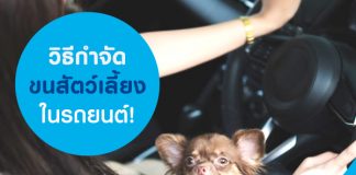 วิธีกำจัดขนสัตว์เลี้ยงในรถยนต์!