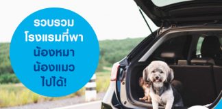 รวบรวมโรงแรมที่พาน้องหมา น้องแมว ไปได้!